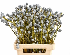 Eucalyptus Gloria Per Bunch 65cm 250gr.