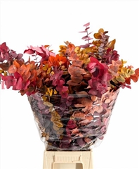 Eucalyptus Stuartiana Autumn Per Bunch 70cm 150gr.