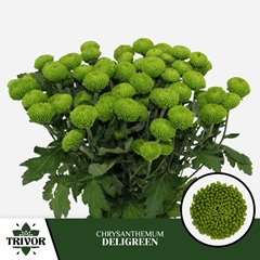 Chrysanth Spray Deligreen 70cm 75gr.