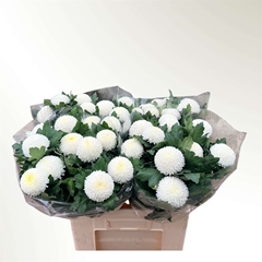 Chrysanth Single Boris Becker 60cm 50gr.