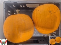 Cucurbita Maxima Halloween 23cm
