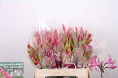 Nerine Ras Van Roon 50cm
