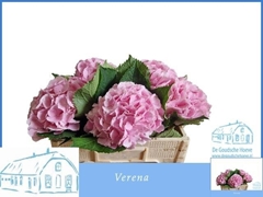 Hydrangea Verena 50cm 13-15cm Hd