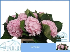 Hydrangea Verena 60cm 15-17cm Hd