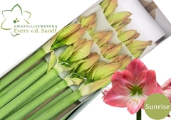 Hippeastrum Sunrise 70cm