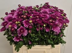 Chrysanth Spray Linda 60cm 50gr.