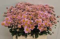 Chrysanth Spray Danielle Rose 60cm 50gr.