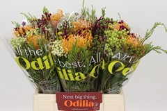 Bouquet Leucospermum Soleil 40cm