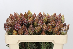 Leucadendron Rubrum 50cm