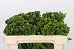 Brunia Albiflora Green 50cm
