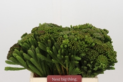 Brunia Albiflora Green 40cm