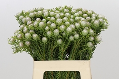 Leucadendron Spray Ayoba Jade Pearl 60cm Spray