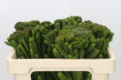 Brunia Albiflora Green 50cm