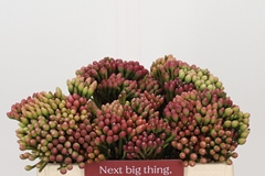 Brunia Laevis Red 30cm