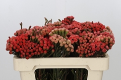 Brunia Laevis Red 50cm