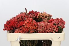 Brunia Laevis Red 50cm
