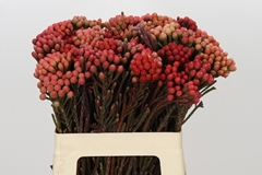 Brunia Laevis Red 60cm