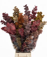 Eucalyptus Cinerea Autumn Per Bunch 70cm 150gr.