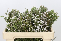 Brunia Noduliflora 50cm