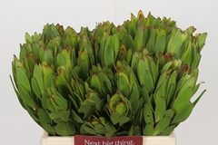 Leucadendron Safari Goldstrike 40cm
