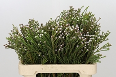 Brunia Noduliflora 60cm
