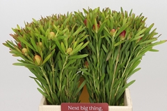 Leucadendron Ayoba Cherry Pearl 40cm