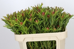 Leucadendron Ayoba Cherry Pearl 70cm Spray
