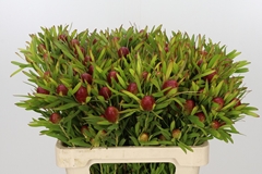 Leucadendron Ayoba Cherry Pearl 60cm Spray