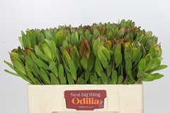 Leucadendron Safari Goldstrike 50cm