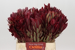 Leucadendron Jester 40cm
