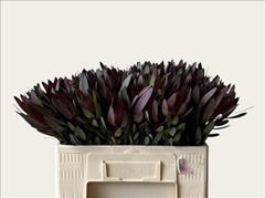 Leucadendron Safari Sunset 55cm
