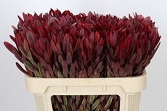 Leucadendron Jester 70cm