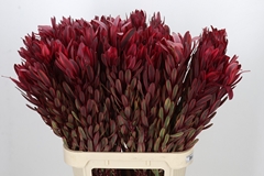 Leucadendron Jester 90cm