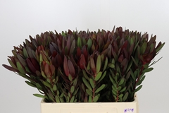 Leucadendron Safari Sunset 60cm