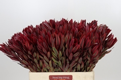 Leucadendron Jester 60cm