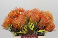 Leucospermum Sunrise 40cm