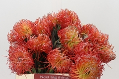 Leucospermum Ito 35cm