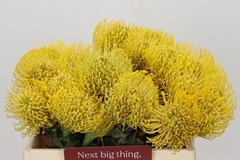 Leucospermum High Gold 35cm