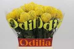 Leucospermum Ayoba Yellow 50cm