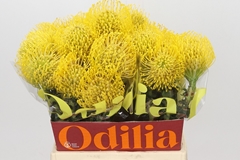 Leucospermum High Gold 45cm