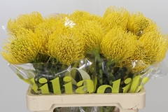 Leucospermum High Gold 60cm