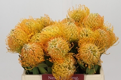 Leucospermum Jelena 35cm