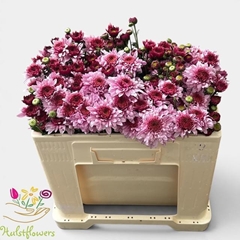 Chrysanth Spray Beppie 48cm 55gr.