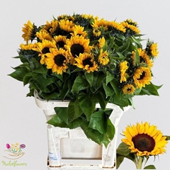 Helianthus Sunrich Orange 75cm