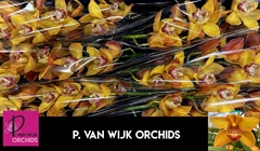 Cymbidium Esther 60cm