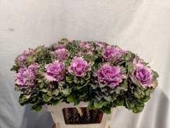 Brassica Empire Ksenia 60cm