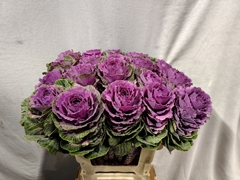 Brassica Crane Ruby 60cm