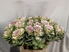 Brassica Empire Akilina 70cm