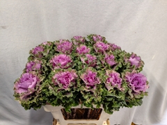 Brassica Empire Bogdana 60cm