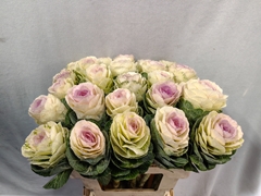 Brassica Condor White 60cm